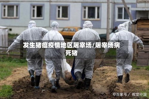 发生猪瘟疫情地区屠宰场/屠宰场病死猪