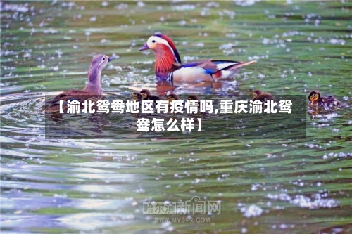 【渝北鸳鸯地区有疫情吗,重庆渝北鸳鸯怎么样】-第2张图片